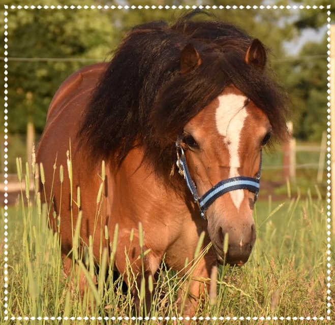 Happy, das Pony macht einfach glücklich