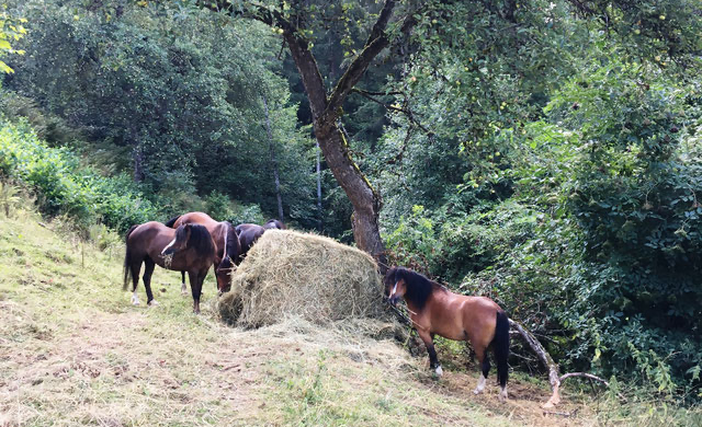 Urlaub für die Ponies