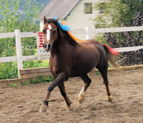 Holly – das netteste Pony das ich kenne